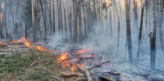 Горски пожар