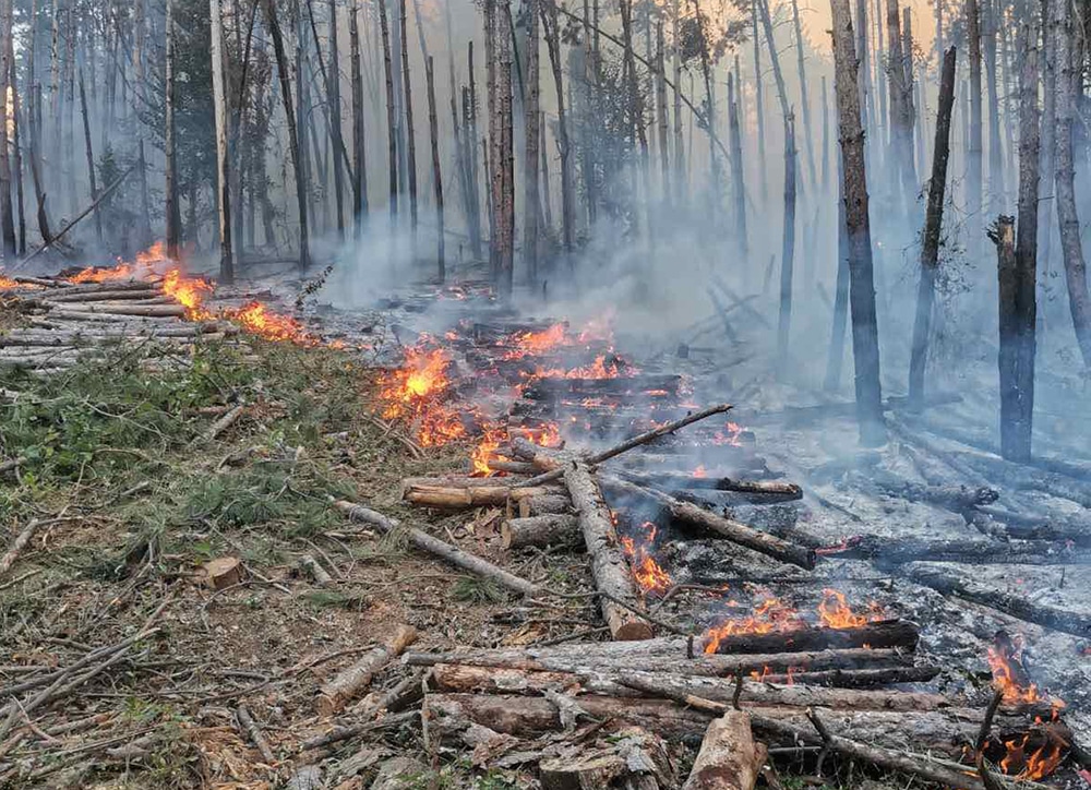 Около 6000 декара смесена гора е засегната от пожара в