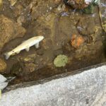 Умряла риба