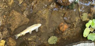 Умряла риба