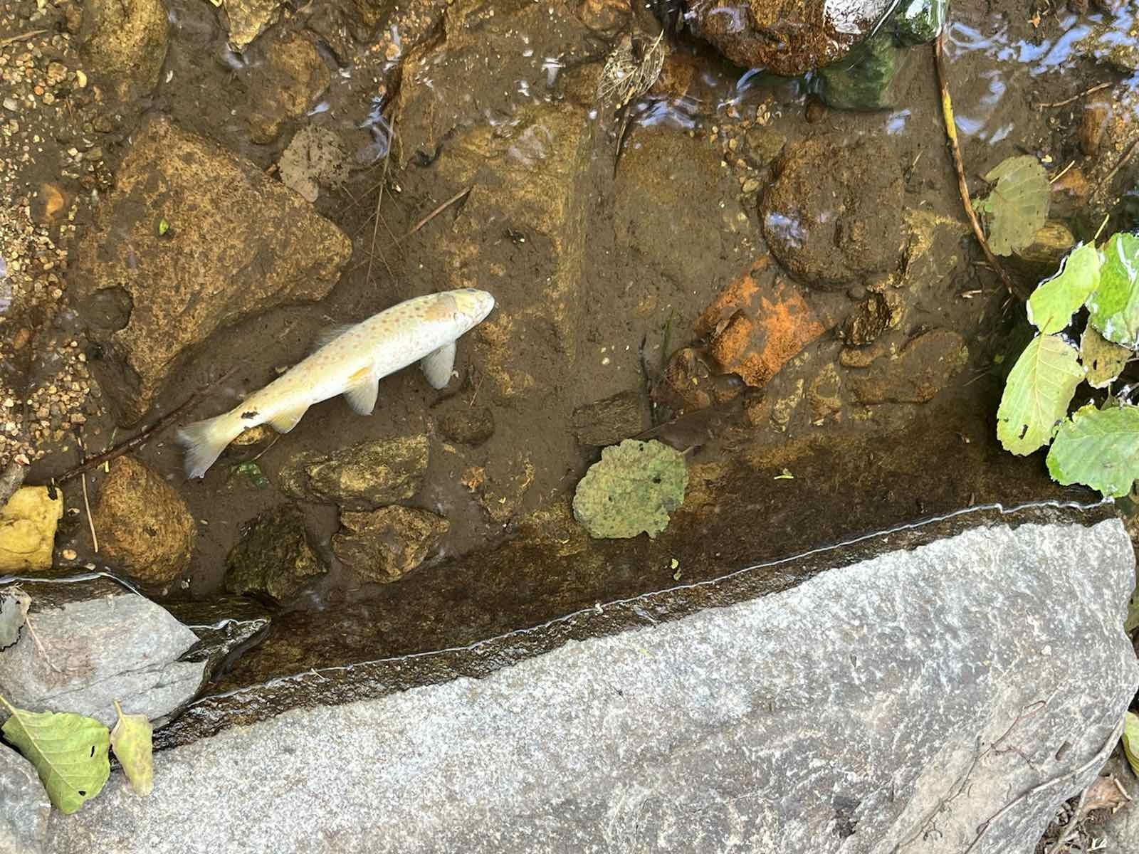 Замърсяване на Девинска река е причината за смъртта на почти