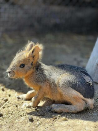 Патагонска мара