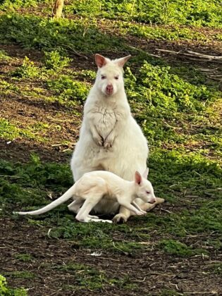 Кенгуру Валаби