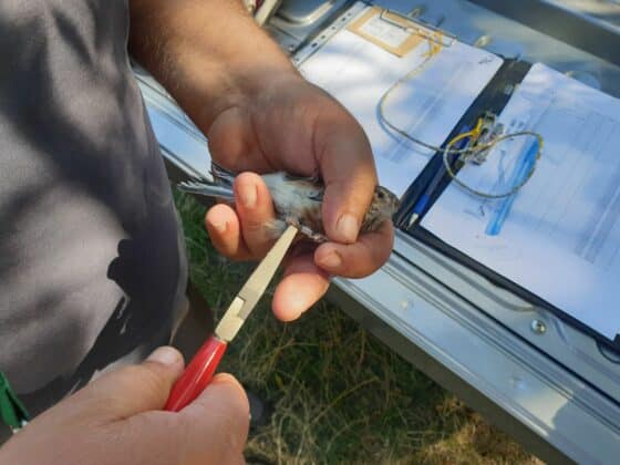 Обикновено конопарче