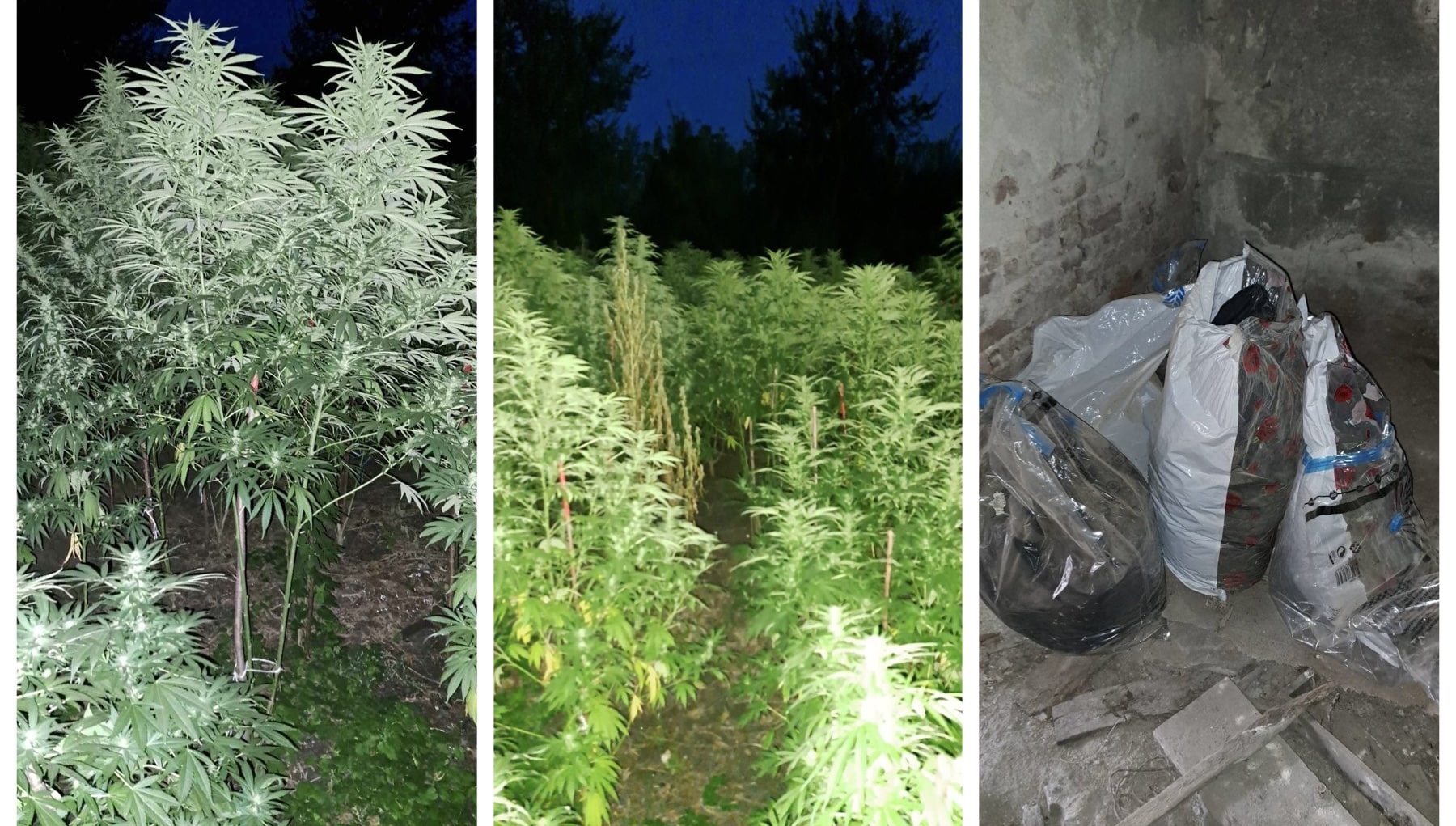 Двама са били задържани докато поливат насаждения от рода на