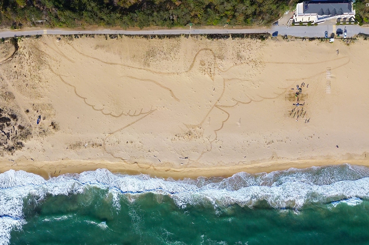 Нова огромна пясъчна рисунка гълъб се появи тези дни на