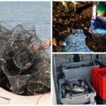 Бракониери