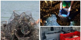 Бракониери