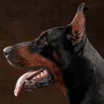 Доберман