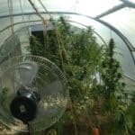 Наркотици, упойващи вещества