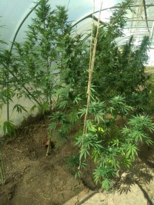 Наркотици, упойващи вещества