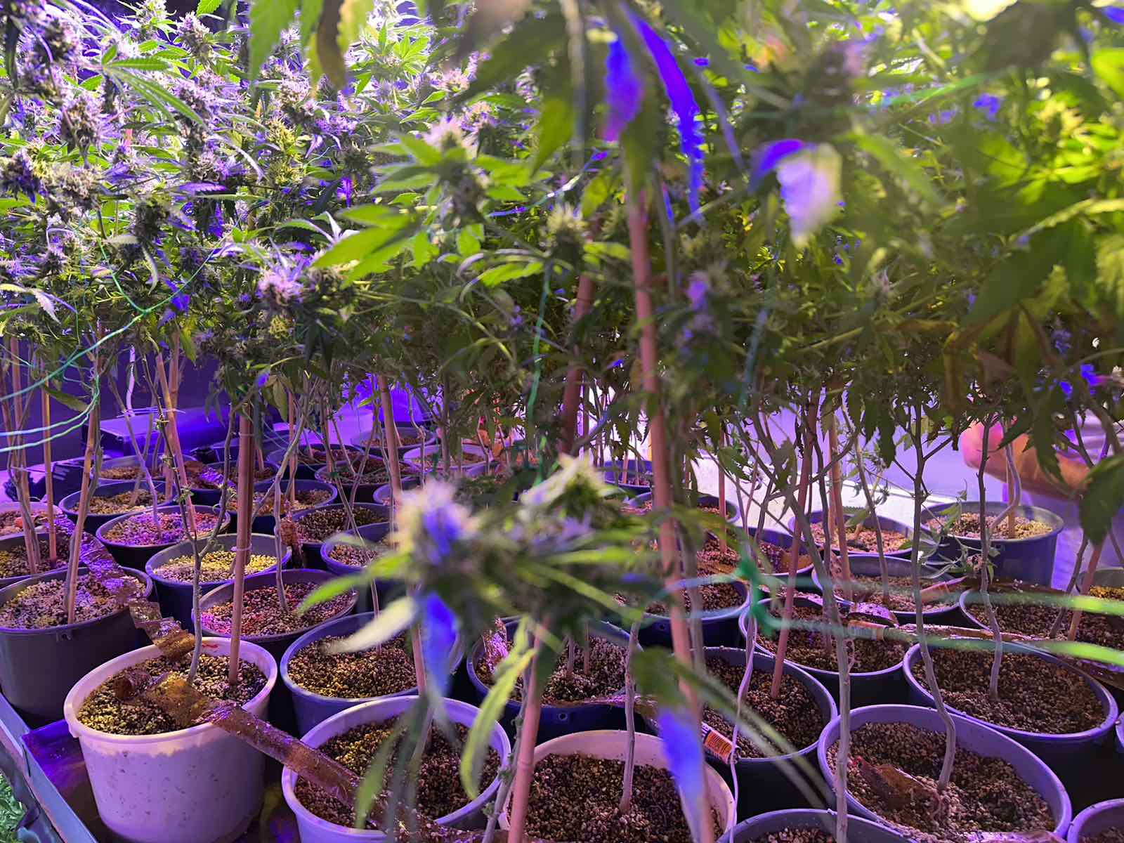 Жена на 59 години и нейният 40 годишен син са били