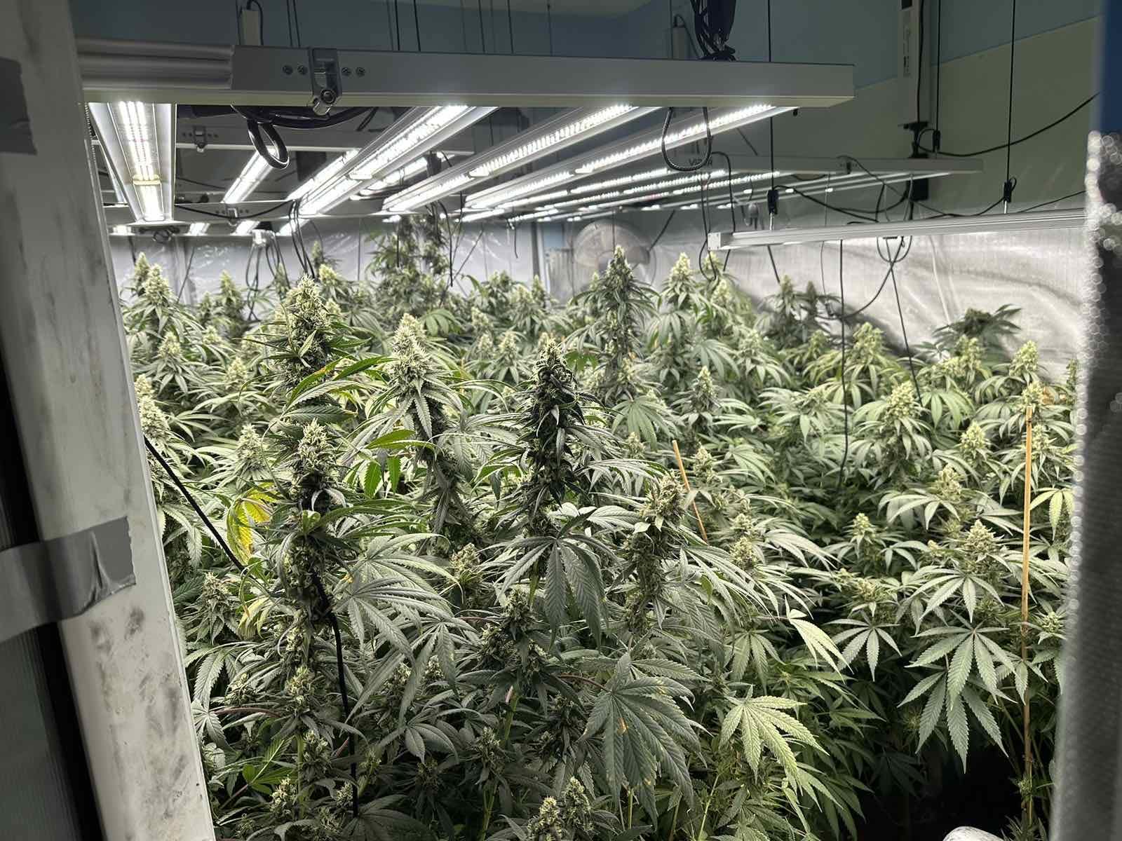 Специализираната полицейска операция за противодействие на производството и разпространението на