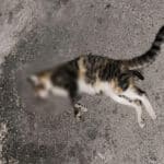 Отровена котка.