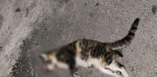 Отровена котка.