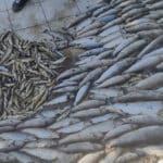 Мъртва риба