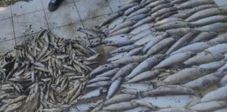 Мъртва риба