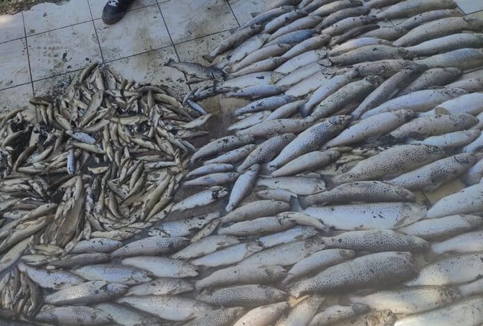 Мъртва риба