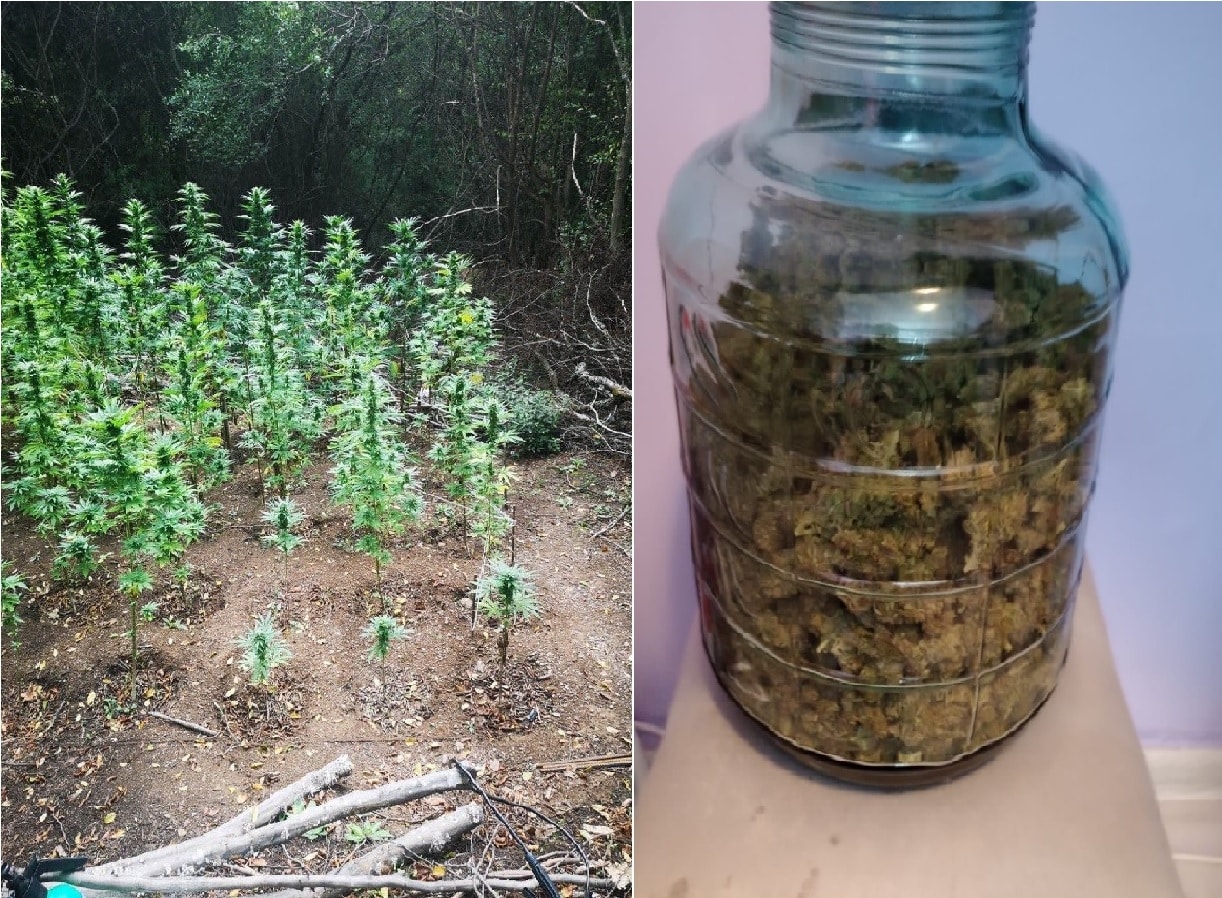 Столичанин е бил задържан за отглеждане на упойващи вещества до