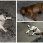 Отровени животни