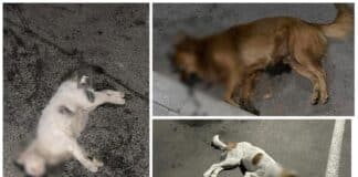 Отровени животни