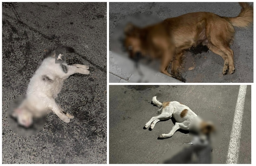 Dozens of cats and dogs were poisoned overnight in the