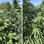 Нива с коноп