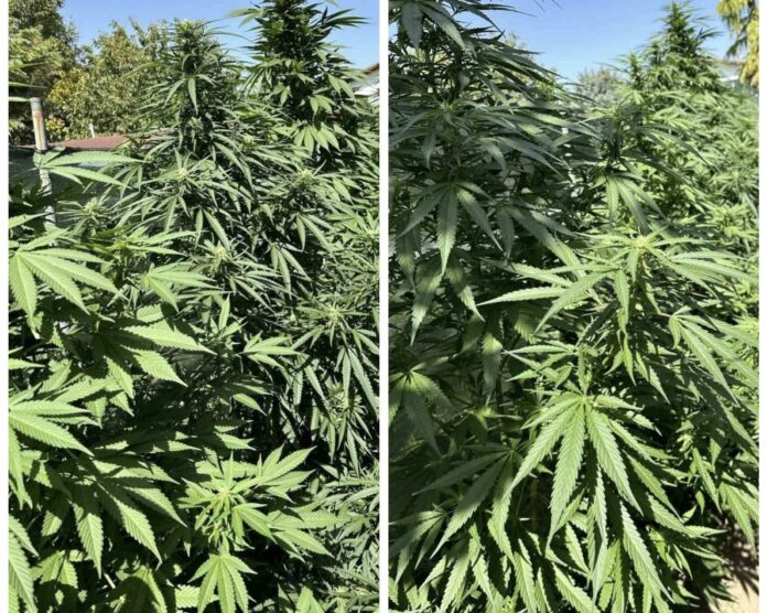 Нива с коноп