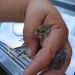 Обикновено конопарче