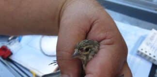 Обикновено конопарче