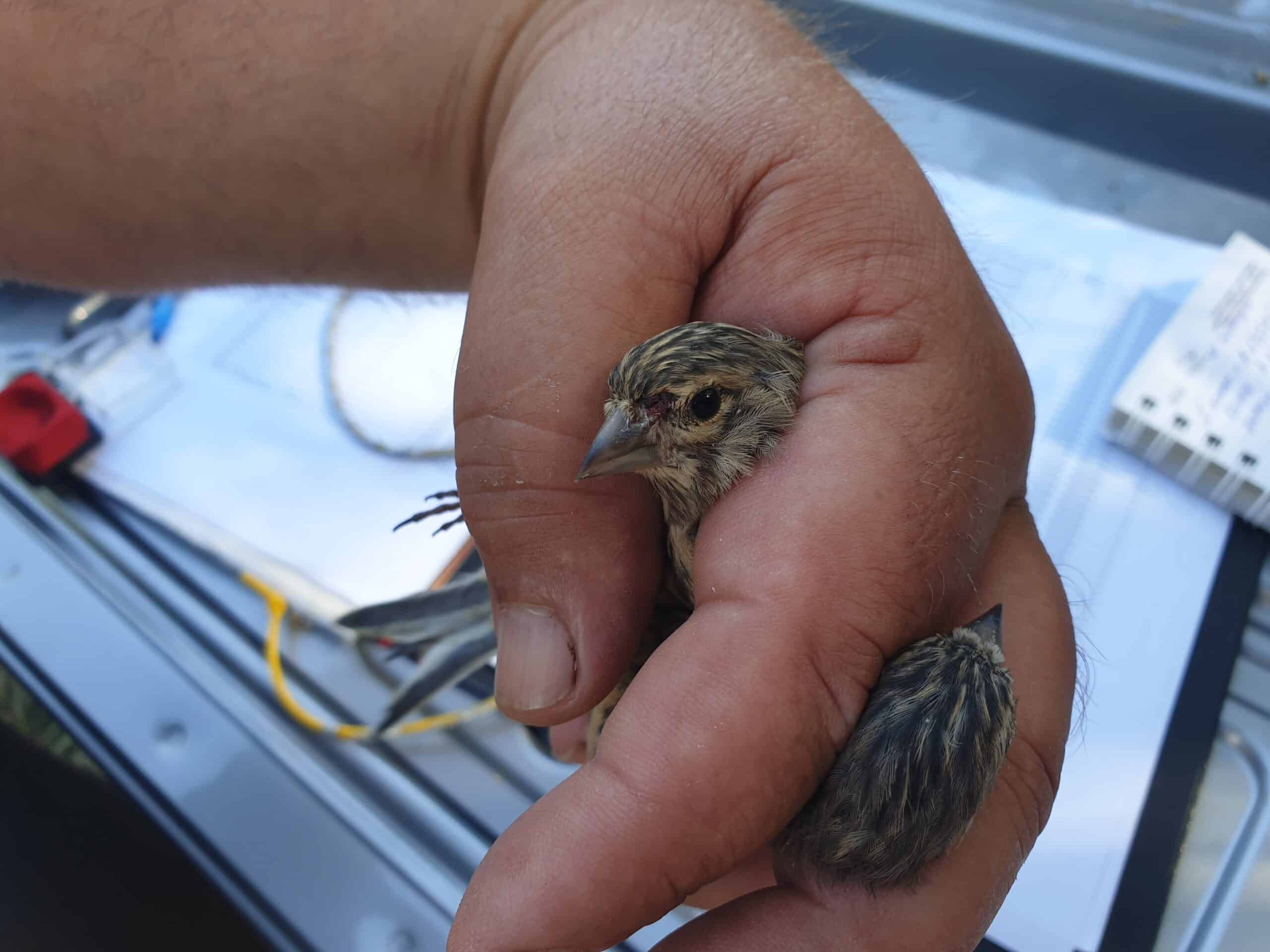 Двадесет и седем птици от защитени видове бяха спасени при