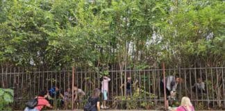 Почистване в Свищов