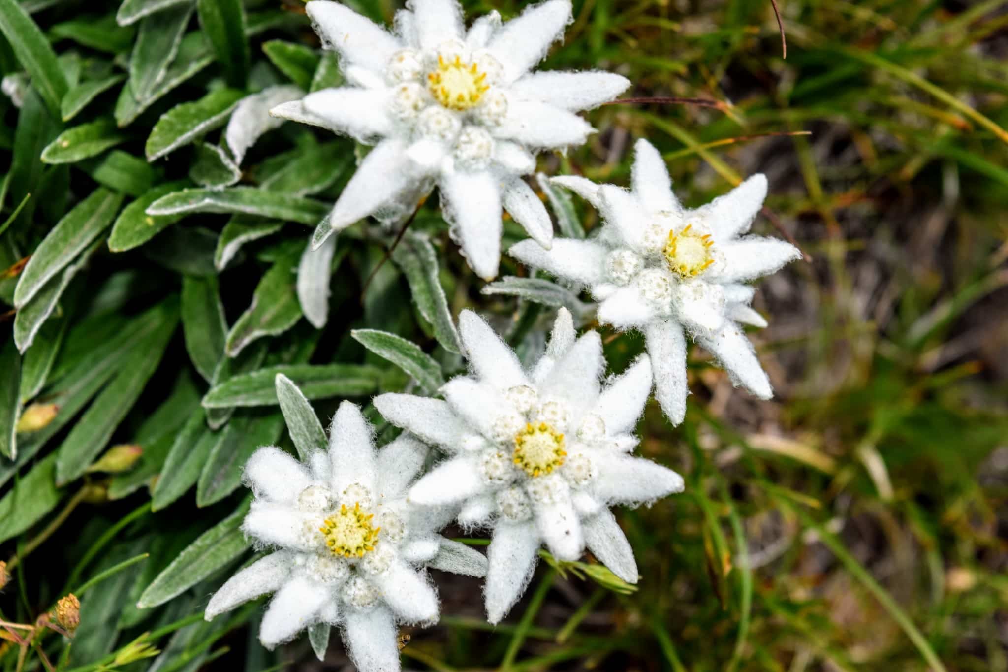 На 31 октомври 1991 г тогавашният екоминистър издава заповед с