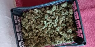 Наркотици в Пазарджишко.