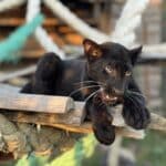 Пантерата Калил