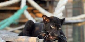 Пантерата Калил