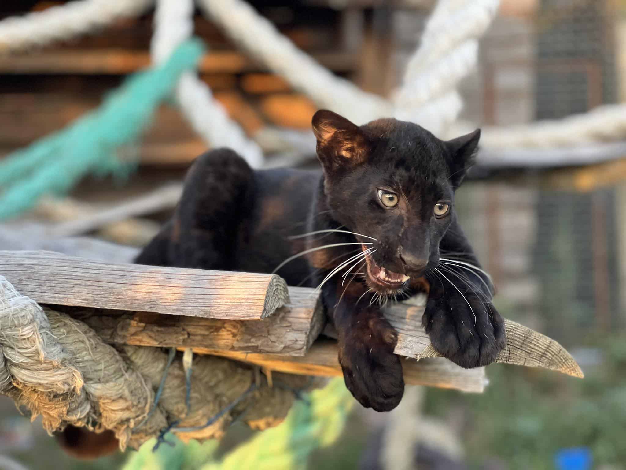 Черна пантера е най-новото попълнение в голямото семейство на бургаския
