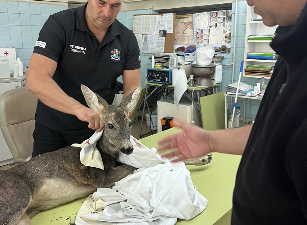 Екип на дирекция Аварийна помощ и превенция спаси млада сърна