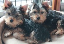 Йоркширски териер