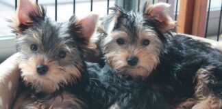 Йоркширски териер