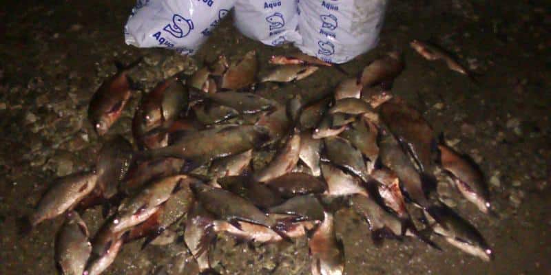 Голямо количество незаконно уловена риба и бракониерски мрежи иззеха служителите