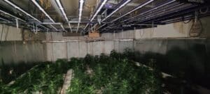 Наркооранжерия