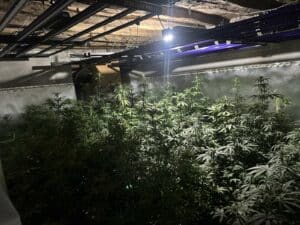 Наркооранжерия