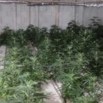 Наркооранжерия