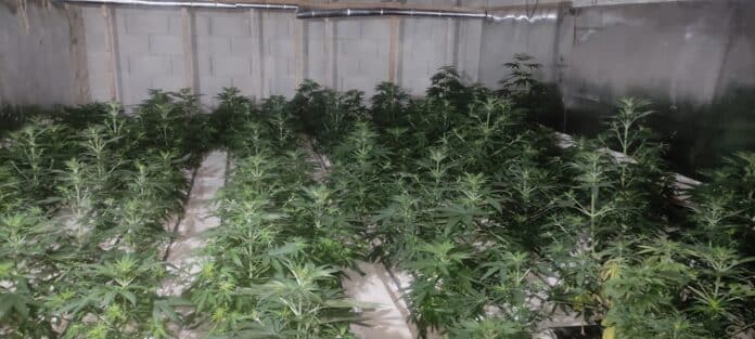 Наркооранжерия