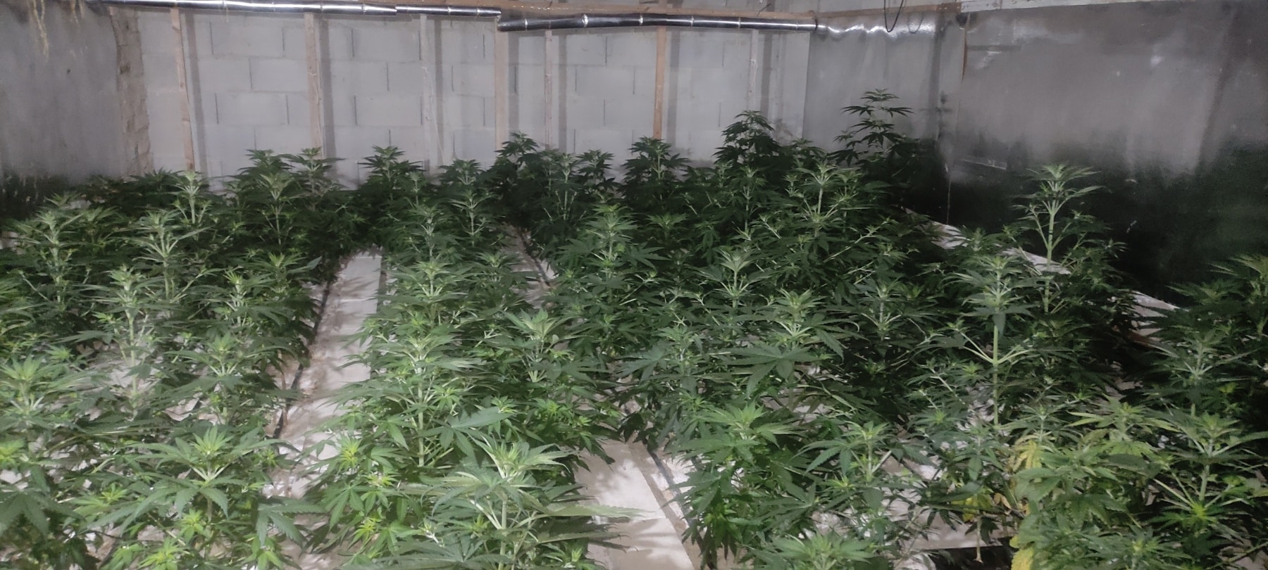 Полицията във Варна разби две наркооранжерии и арестува 53 годишен криминално