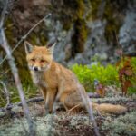 Лисица, лисици