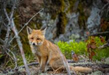 Лисица, лисици