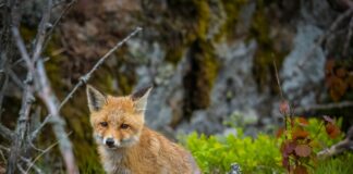 Лисица, лисици