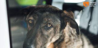 Кучето Мечо